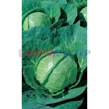 Семена овощей Семена Капуста белокочанная Зимовка 1474 (Марс) 0,5гр Б/П