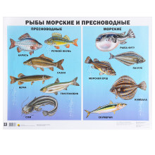 Плакат. Рыбы морские и пресноводные