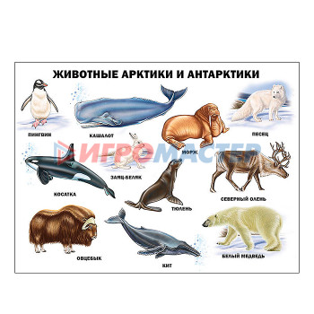 Развивающие карточки, плакаты Плакат. Животные Арктики и Антарктики