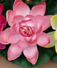 Растение водоплавающее "Кувшинка Розитта" d-20см нежно-розовая