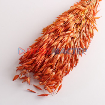 Набор сухоцветов "Овес", банч длина 60-65 (+/- 6 см), оранжевый