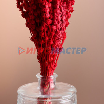 Набор сухоцветов "Железница", банч длина 35 (+/- 6 см), красный