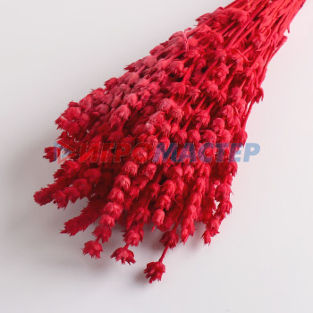 Набор сухоцветов "Железница", банч длина 35 (+/- 6 см), красный