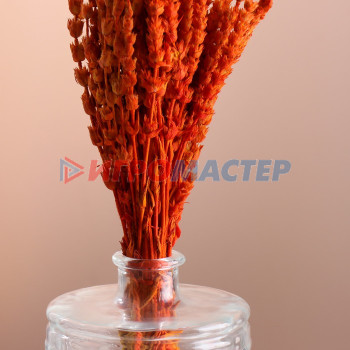 Набор сухоцветов "Железница", банч длина 35 (+/- 6 см), оранжевый