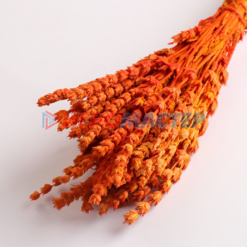 Набор сухоцветов "Железница", банч длина 35 (+/- 6 см), оранжевый